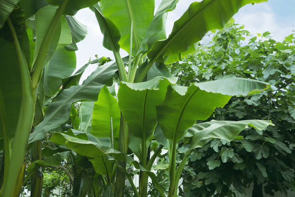 Fresh green banana plants growing outdoors. Tropical leaves - Foto, immagini