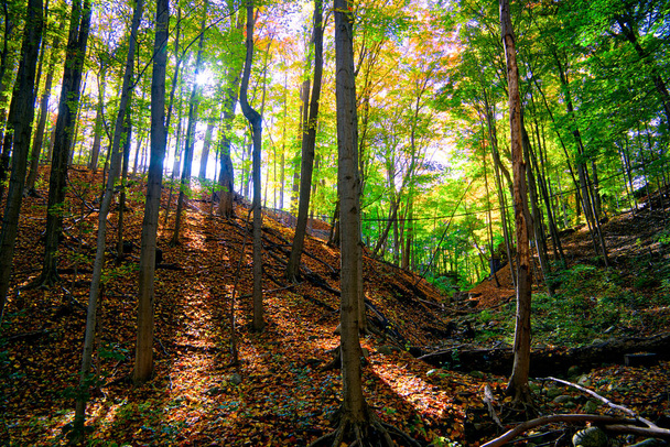Światło słoneczne wśród drzew rano z jesiennymi kolorami liści w dolinie - Zdjęcie, obraz