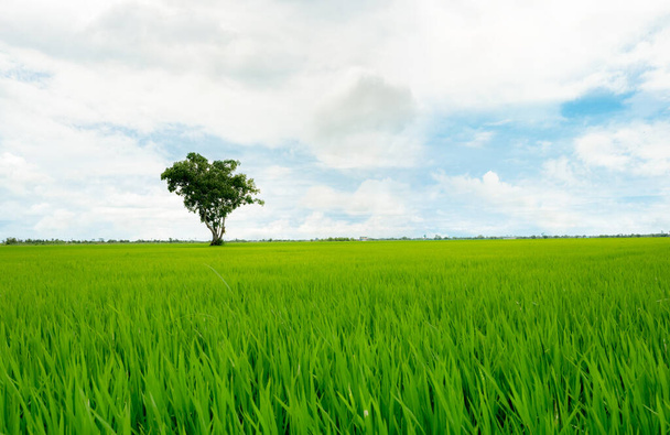 Landscape of green rice field with a lonely tree and blue sky. Rice plantation. Green rice paddy field. Agricultural field. Farm land in Thailand. Land plot. Beauty in nature. Green season.  - Valokuva, kuva