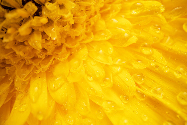 Flor amarilla con gotas de agua Macro - Foto, imagen
