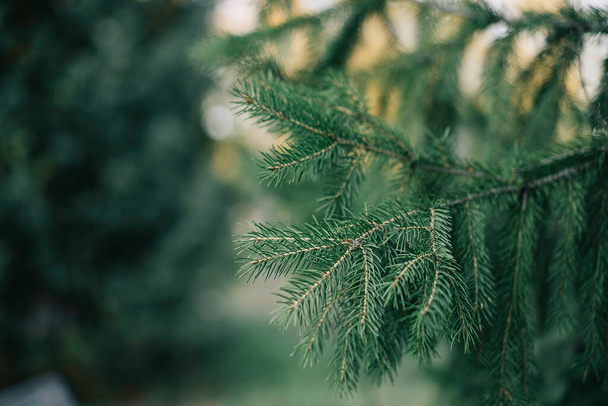 macro of green pine needles. Christmas background, Christmas concept. - Foto, afbeelding