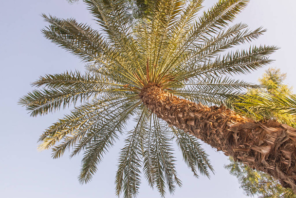 Abstract view of tall large date palm tree phoenix dactylifera with trunk - Valokuva, kuva