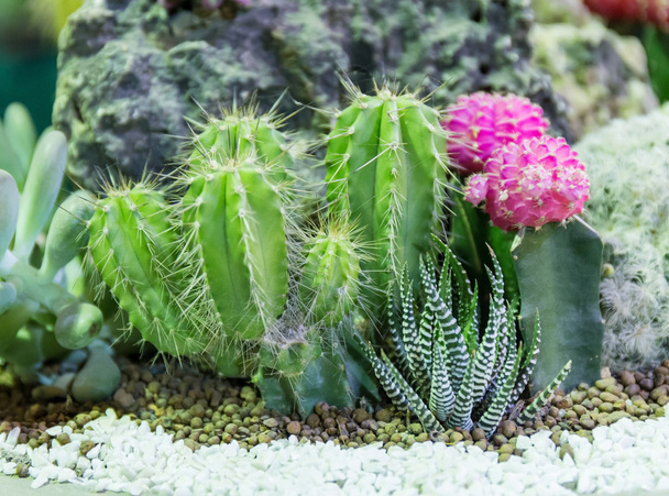 kaktusová rostlina - Fotografie, Obrázek