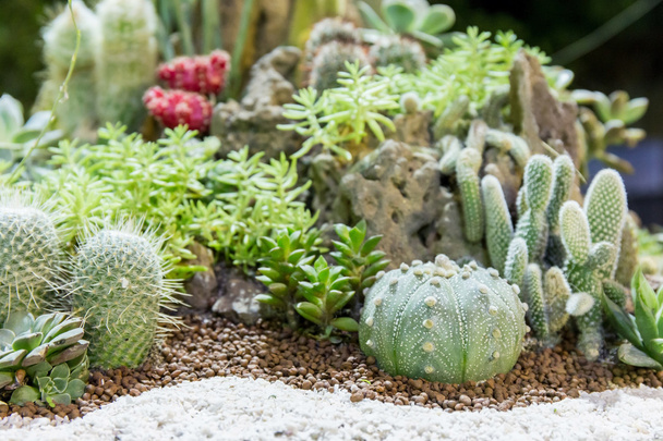 kaktus roślina - Zdjęcie, obraz