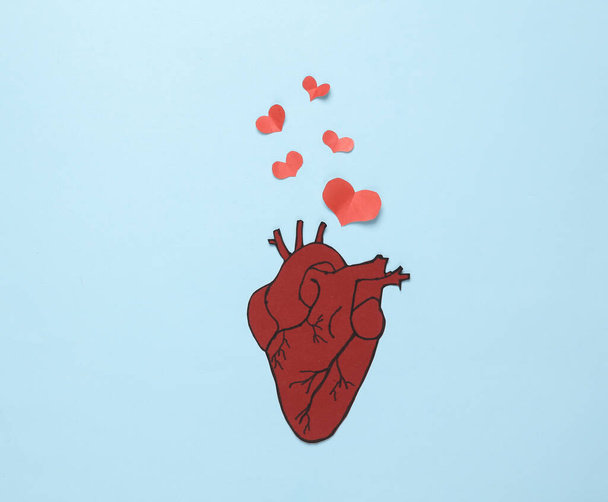 Love concept. Anatomical heart and paper cut hearts on a blue background. Valentine's Day. 14th February - Foto, Bild