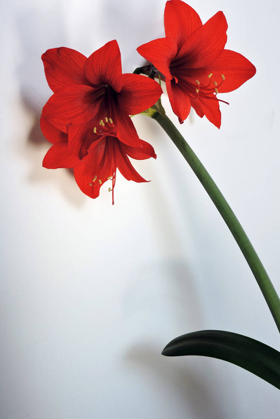 A close-up of red Hippeastrum flowers and a green leaf, white background - Photo, Image