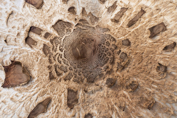 Chapeau de champignon Parasol avec umbo cuirassé au toucher au centre et flocons écailleux brun chocolat. Texture de fond naturelle - Photo, image