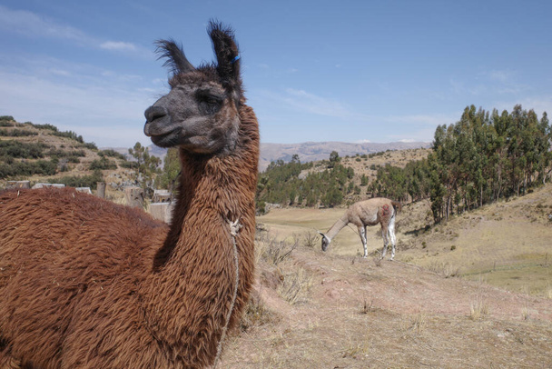 Llama en un rancho en la Cordillera de los Andes, cerca de Cusco, Perú - Foto, imagen