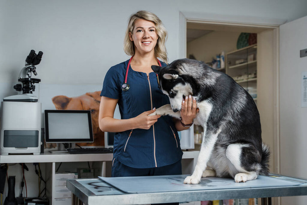 Portrait of siberian husky doggy at veterinarians appointment in modern clinic. - Photo, Image