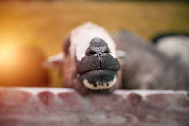 Portrait d'un mouton debout dans un troupeau. Ferme d'agneaux. - Photo, image