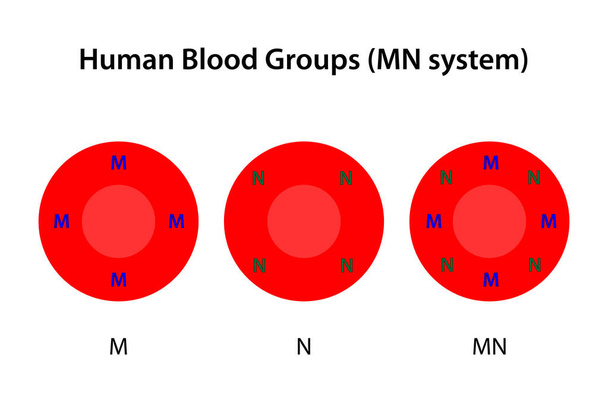 Grupos sanguíneos humanos, sistema MN - Foto, imagen