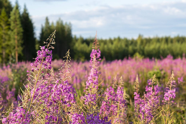 Flores florecientes de leña durante el verano en un campo abierto del antiguo bosque rural, al norte de Suecia. - Foto, imagen