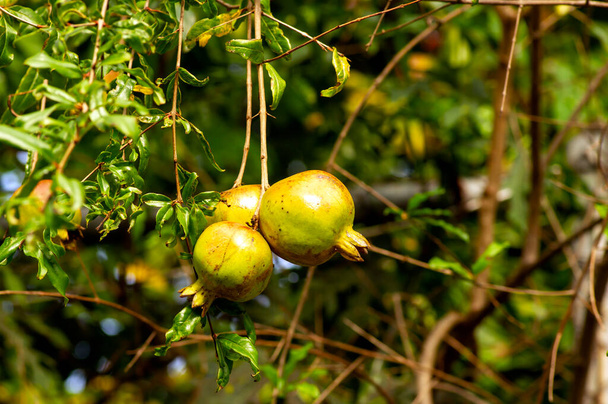 Junge Granatapfelfrüchte (Malum granatum) auf dem Ast - Foto, Bild