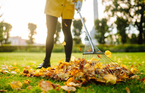 Removal of leaves in the autumn garden. Rake and pile of fallen leaves on lawn in autumn park. Volunteering, cleaning, and ecology concept.  - Foto, immagini