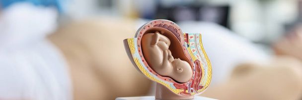 テーブルの上の子宮内の胚のプラスチックモデル,ぼやけた.婦人科医による診察 - 写真・画像