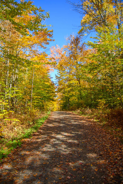 Spacer po malowniczym lesie z jasnożółtymi liśćmi - Zdjęcie, obraz