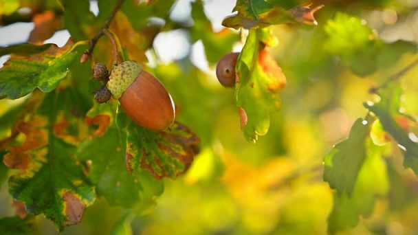 Bellissimo sfondo naturale per l'autunno. Frutti della quercia. (Quercus robur) - Foto, immagini