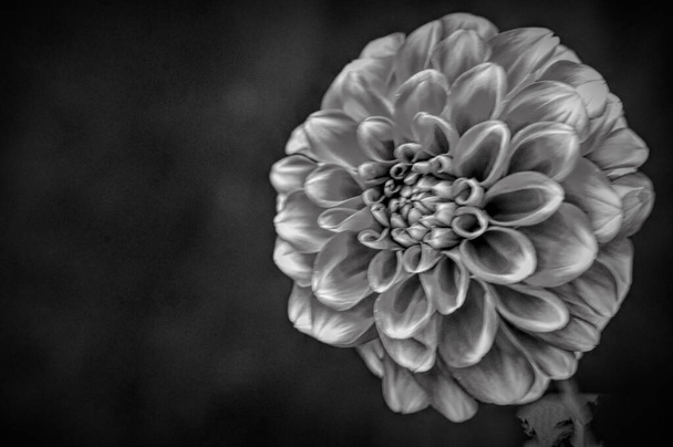 black and white monochrome floral shot, beautiful flower, close up view - Photo, Image