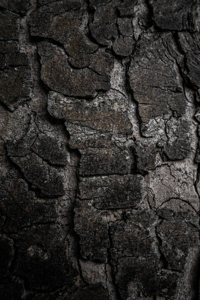 Texture and background of Tree bark - Fotoğraf, Görsel