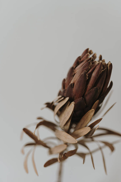 Elegant aesthetic dried protea flower on white background - Zdjęcie, obraz