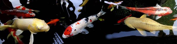 Des poissons fantaisistes de carpes koï tels que les carpes jaunes Chagoi et les carpes rouges-blanches à taches noires Taisho Sanshoku (Sanke) koï, Doitsu Shusui koi nagent dans l'étang. Photo panoramique. Phrae Thaïlande - Photo, image