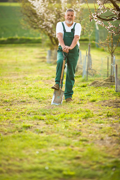 Handsome senior man gardening in his garden - Photo, image
