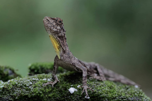 Ein fliegender Drache sonnt sich, bevor er seine täglichen Aktivitäten aufnimmt. Dieses Reptil, das sich durch Schieben von einem Baum zum anderen bewegt, trägt den wissenschaftlichen Namen Draco volans. - Foto, Bild