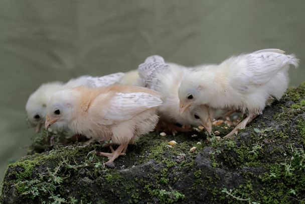 Несколько недавно вылупившихся цыплят ищут пищу на покрытой мхом земле. Это животное имеет научное название Gallus gallus domesticus. - Фото, изображение
