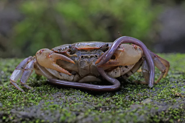 Un crabe des champs mange un ver de terre. Cet animal a le nom scientifique Parathelphusa convexa. - Photo, image