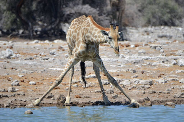 A giraffe is spreading its legs in order to drink - Photo, Image