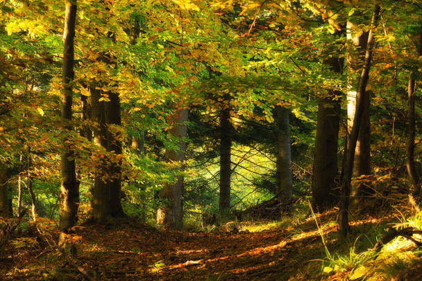 las w lesie - Zdjęcie, obraz