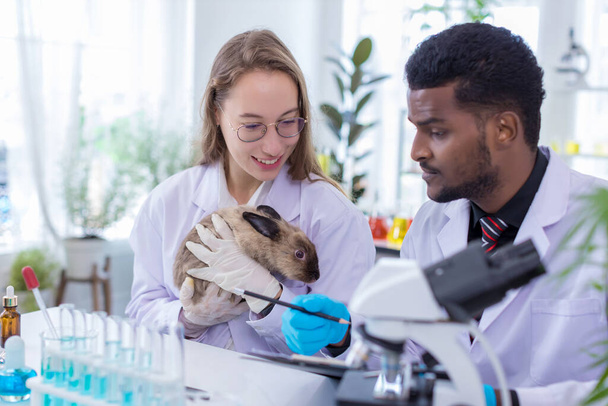 Scientist or pharmacist do research chemical ingredients test on animal in laboratory. rabbit in scientific lab experiment. - Foto, imagen
