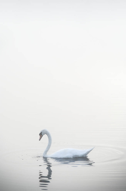 Swan paddling in lake and early morning mist UK - 写真・画像