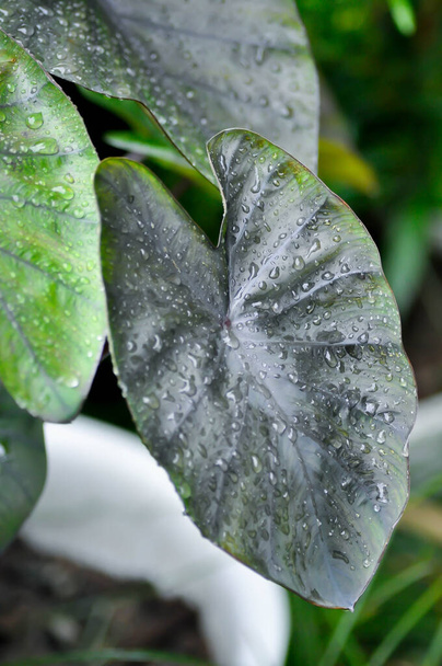 Colocasia und Tautropfen oder Regentropfen oder Colocasia Diamond Head, Diamond Head Colocasia oder Araceae - Foto, Bild