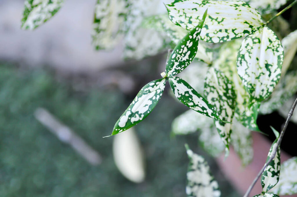 Dracaena surculosa Lindl, Gold dust dracaena or bicolor plant or white leaf - Valokuva, kuva
