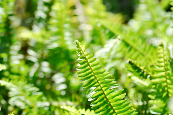 Fishbone Fern or Sword Fern, fern in the garden - Фото, изображение