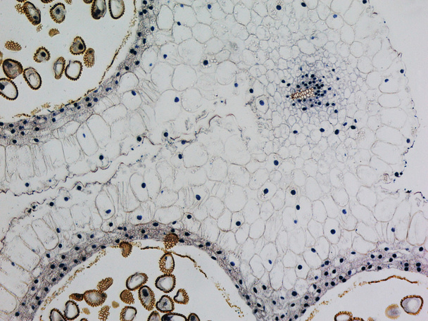 ユリ葯の顕微鏡写真 - 写真・画像