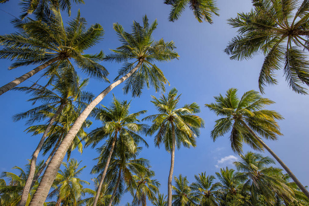 Bottom view of palm trees - Fotoğraf, Görsel