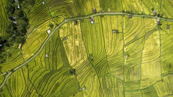 Landschaft der Reisfelder Tegalalang bei Ubud auf der Insel Bali aus der Vogelperspektive. - Foto, Bild
