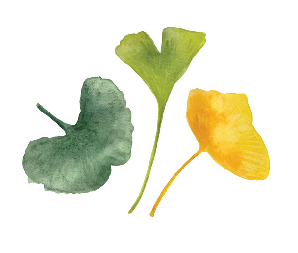 Set of watercolor illustrations of gingko leaves. Vector set of gingko plants. Vector set of gingko plants. Hand drawn illustration of yellow and green gingko. - Вектор, зображення