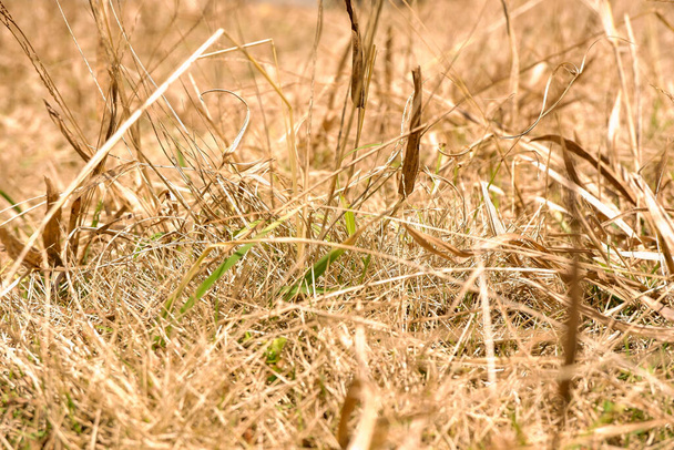 la hierba muerta de oro se convierte en un bonito marrón para el fondo - Foto, Imagen