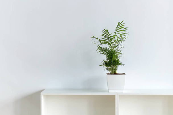 Peace Lily aka Spathiphyllum plant in the office on white wall backrgound with copy space - 写真・画像