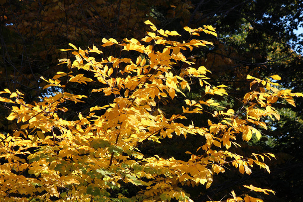 schilderachtige hoek van de botanische tuin in het begin van de herfst - Foto, afbeelding
