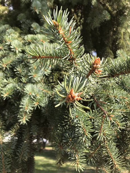 Sfondo da rami di abete rosso verde con coni. Texture naturale da rami di pino verde - Foto, immagini