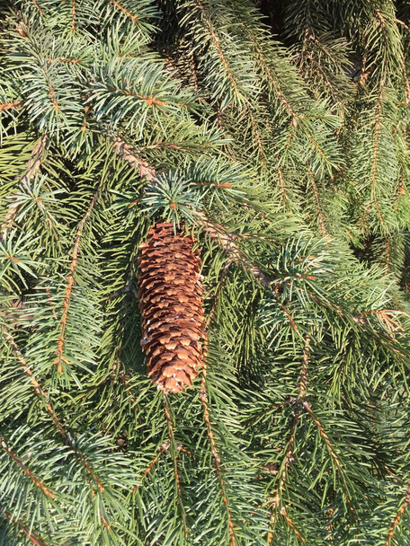 Fundo de ramos de abeto verde com cones. Textura natural de ramos de pinheiro verde - Foto, Imagem