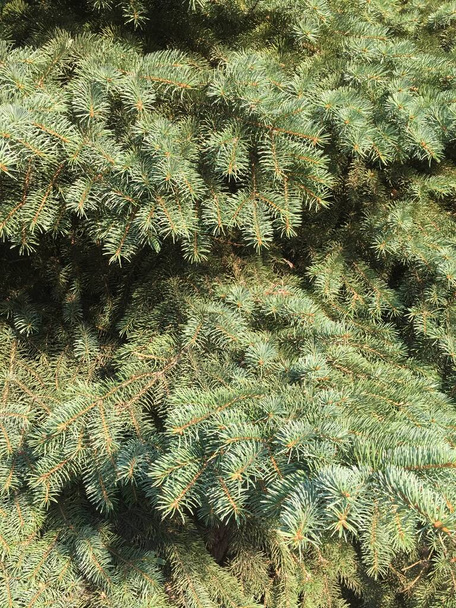 コーンと緑のトウヒの枝からの背景。緑の松の枝の自然な質感 - 写真・画像