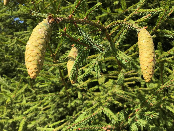 Background from green spruce branches with cones. Natural texture from green pine branches - Photo, Image