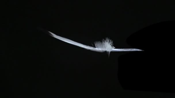 Feather flying in air - Footage, Video