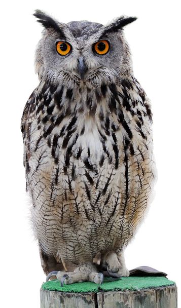 Rock Eagle-Owl - 写真・画像