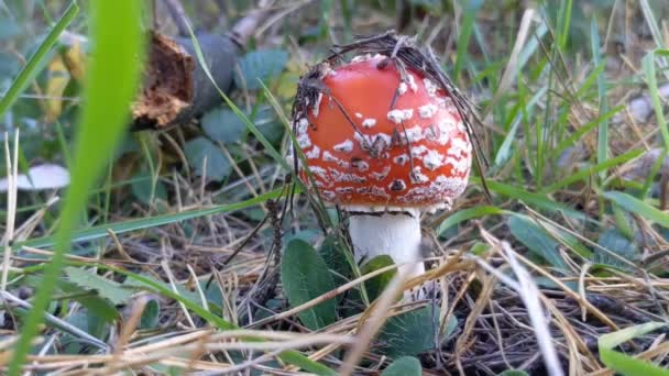 Один токсичный и галлюциногенный муха агарический с ярко-красной шапкой стоит в лесу. Дикие ядовитые грибы на естественном ярком осеннем фоне. Концепция сбора грибов. Гриб жаб-стул - Кадры, видео
